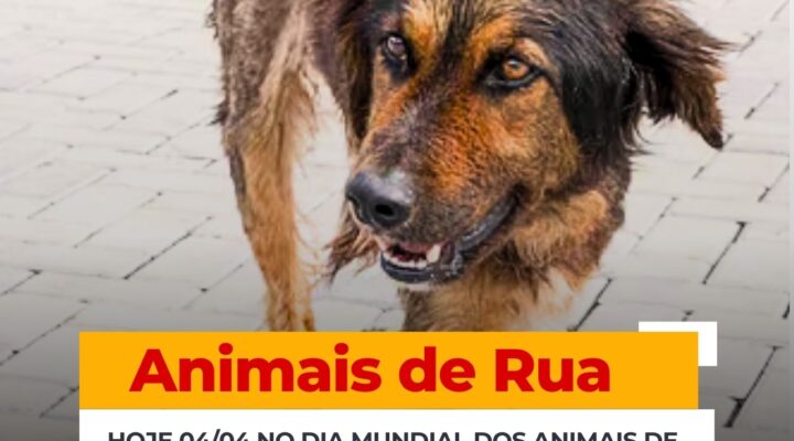 DESCASO DO PODER PÚBLICO NO DIA MUNDIAL DOS ANIMAIS DE RUA